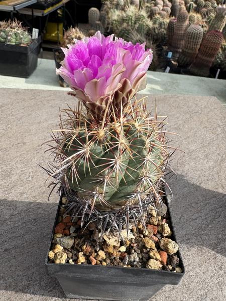 Thelocactus bicolor v pottsii